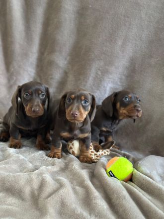 Zwergdackel Welpen