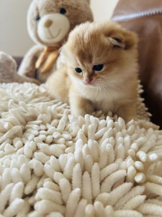 Reinrassige Britisch Kurzhaar Kitten von Champion Eltern