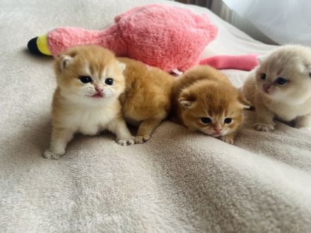 Reinrassige Britisch Kurzhaar Kitten von Champion Eltern