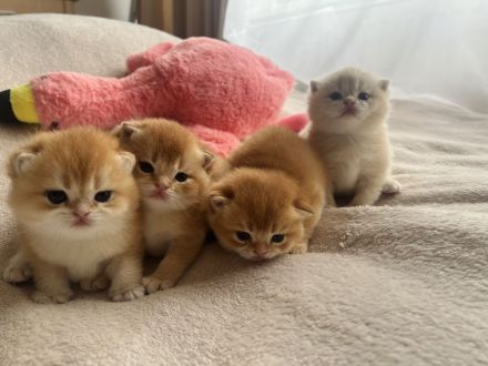 Reinrassige Britisch Kurzhaar Kitten von Champion Eltern