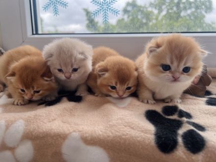 Reinrassige Britisch Kurzhaar Kitten von Champion Eltern