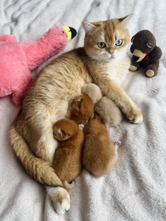 Reinrassige Britisch Kurzhaar Kitten von Champion Eltern