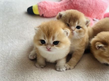 Reinrassige Britisch Kurzhaar Kitten von Champion Eltern