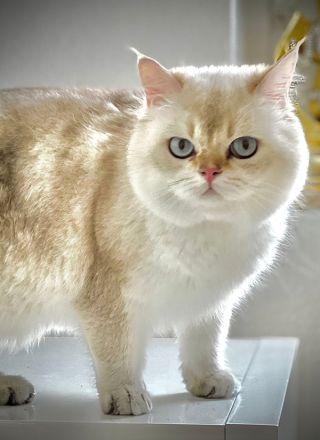 Reinrassige Britisch Kurzhaar Kitten von Champion Eltern