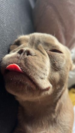 Französische Bulldogge