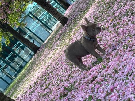 Französische Bulldogge
