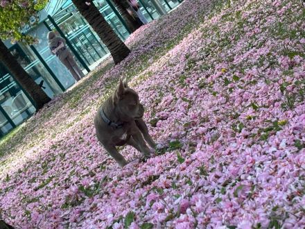 Französische Bulldogge