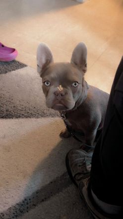 Französische Bulldogge