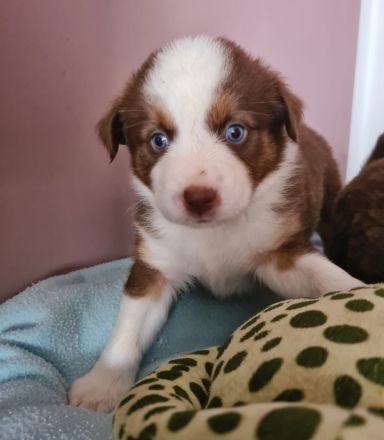 2 Süße Miniatur Australien Shepherd Welpen