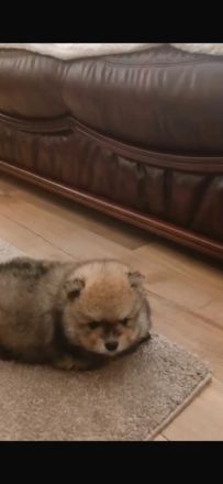 Zwergspitz(pomeranja)