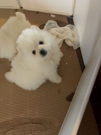 Zwergspitz(pomeranja)