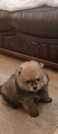 Zwergspitz(pomeranja)