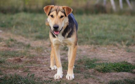 Zarte Hundeseele Donna sucht Geborgenheit