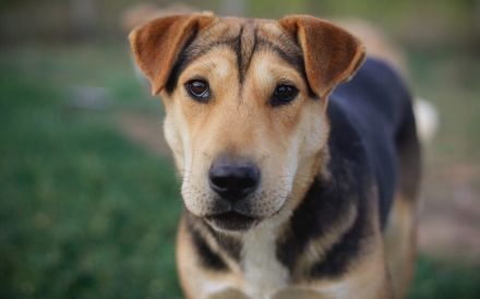 Zarte Hundeseele Donna sucht Geborgenheit