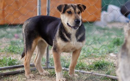 Zarte Hundeseele Donna sucht Geborgenheit