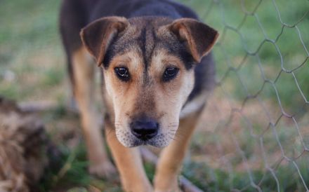 Zarte Hundeseele Donna sucht Geborgenheit