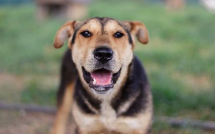 Zarte Hundeseele Donna sucht Geborgenheit