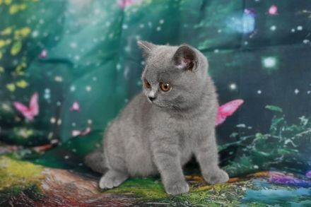 Reinrasige BKH Kitten mit FIFe Stammbaum in blau und blau-weiß