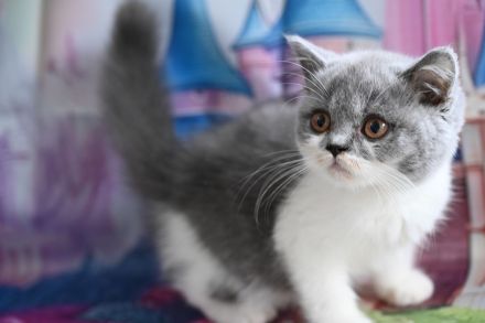 Reinrasige BKH Kitten mit FIFe Stammbaum in blau und blau-weiß