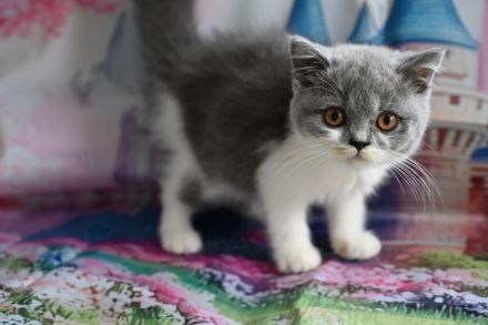 Reinrasige BKH Kitten mit FIFe Stammbaum in blau und blau-weiß