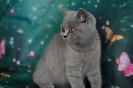 Reinrasige BKH Kitten mit FIFe Stammbaum in blau und blau-weiß