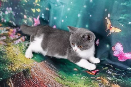 Reinrasige BKH Kitten mit FIFe Stammbaum in blau und blau-weiß