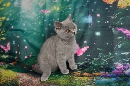 Reinrasige BKH Kitten mit FIFe Stammbaum in blau und blau-weiß