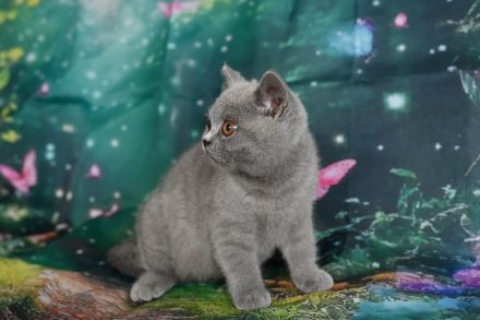 Reinrasige BKH Kitten mit FIFe Stammbaum in blau und blau-weiß