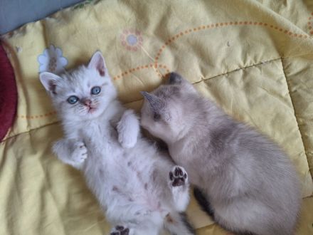 BKH Kitten abzugeben 400€