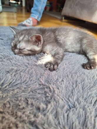 BKH Kitten abzugeben 400€