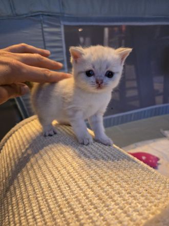 BKH Kitten abzugeben 400€