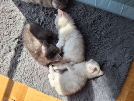 BKH Kitten abzugeben 400€