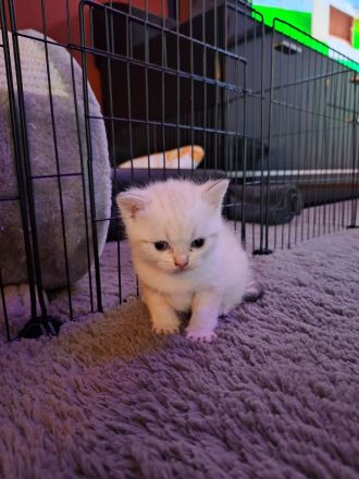 BKH Kitten abzugeben 400€