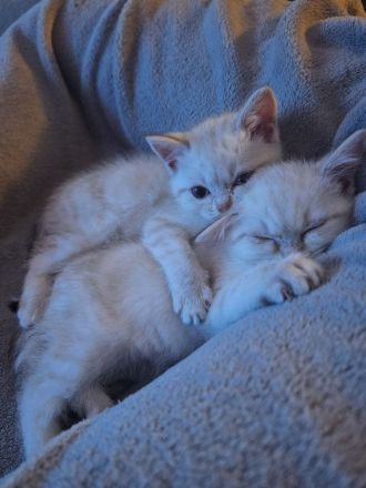 BKH Kitten abzugeben 400€