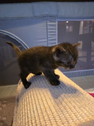 BKH Kitten abzugeben 400€