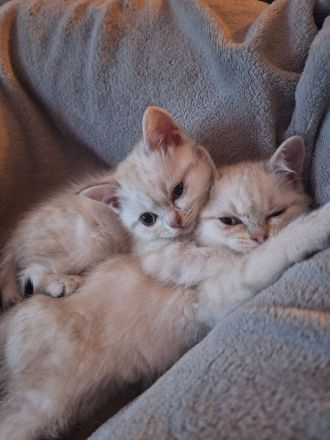 BKH Kitten abzugeben 400€