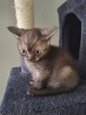 BKH Kitten abzugeben 400€