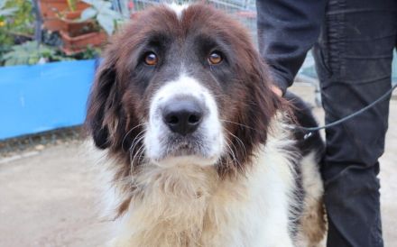 Sanfte Amara sucht liebevolles Zuhause