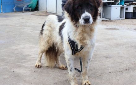 Sanfte Amara sucht liebevolles Zuhause