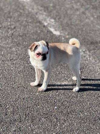 Mops Rüde (reinrassig)