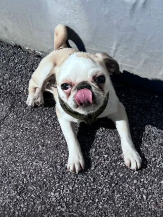 Mops Rüde (reinrassig)