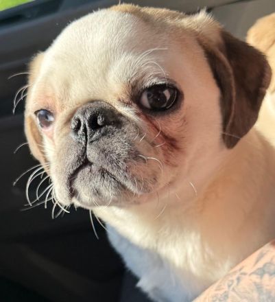 Mops Rüde (reinrassig)