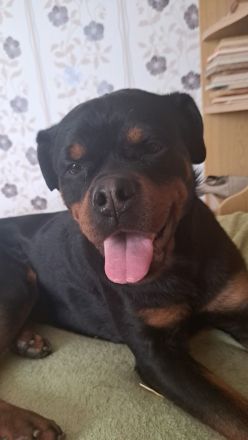 Junger Rottweiler abzugeben