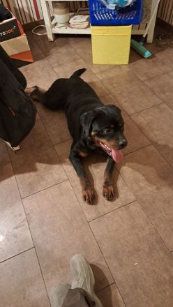 Junger Rottweiler abzugeben