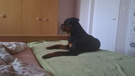 Junger Rottweiler abzugeben