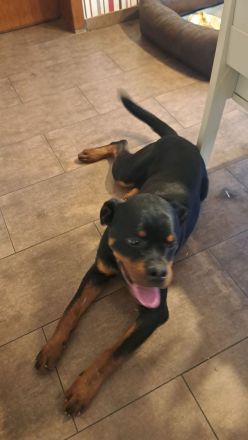 Junger Rottweiler abzugeben