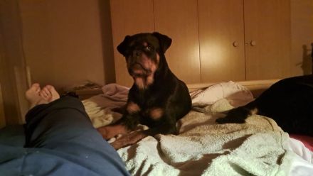 Junger Rottweiler abzugeben