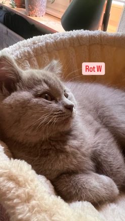 BKH Kitten Abholbereit