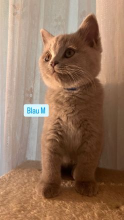 BKH Kitten Abholbereit