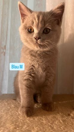 BKH Kitten Abholbereit